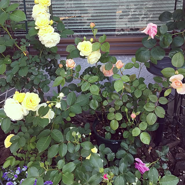 greenroseさんの実例写真