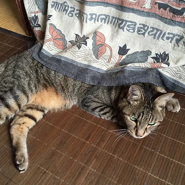 shinさんの実例写真