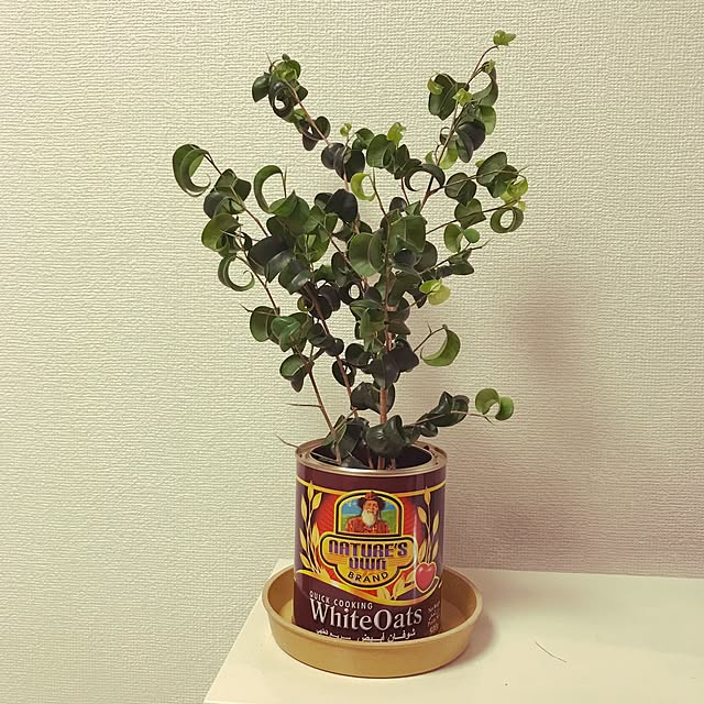 cygnasさんの実例写真
