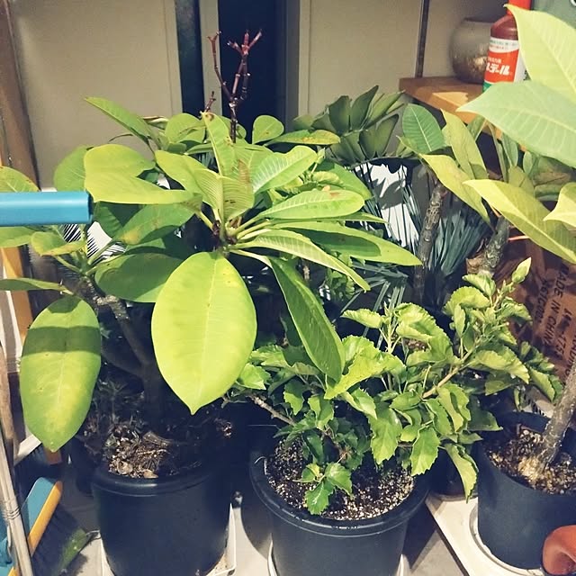 chocococoaさんの部屋