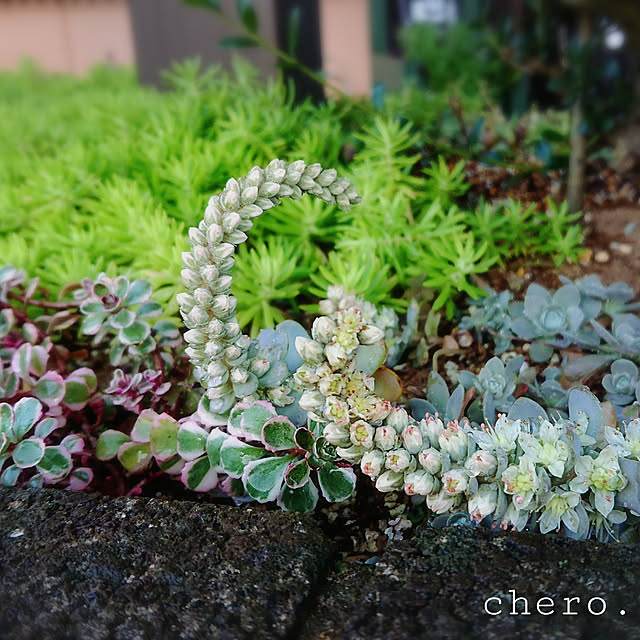 chero.さんの実例写真
