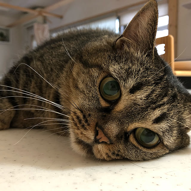 実例写真