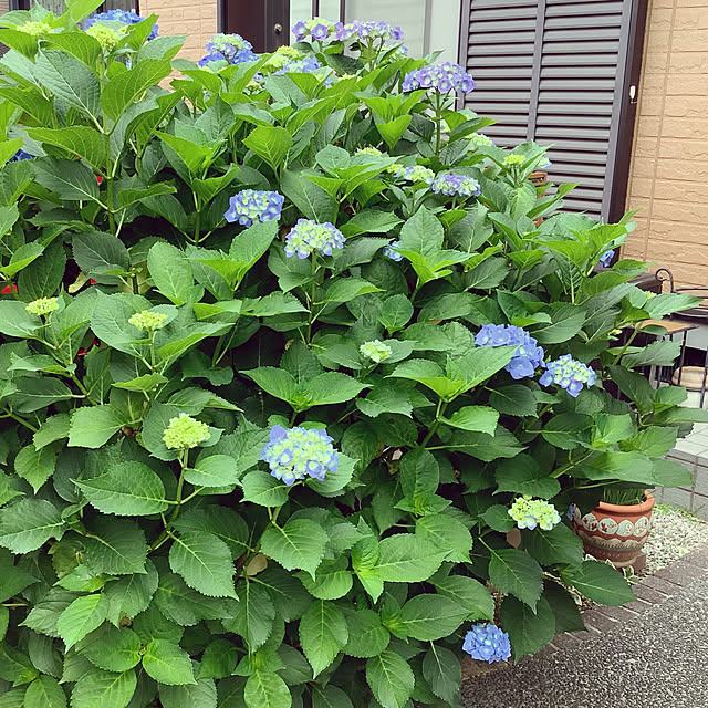 haruminさんの実例写真