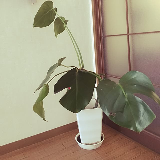 love_january24さんの実例写真
