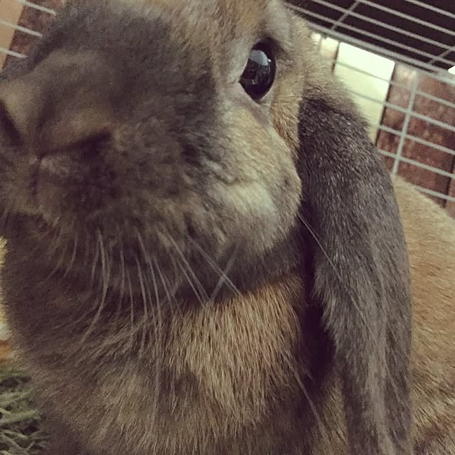 littlemomさんの実例写真