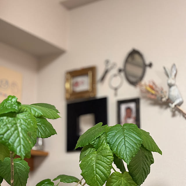 kaokaokotokotoさんの実例写真