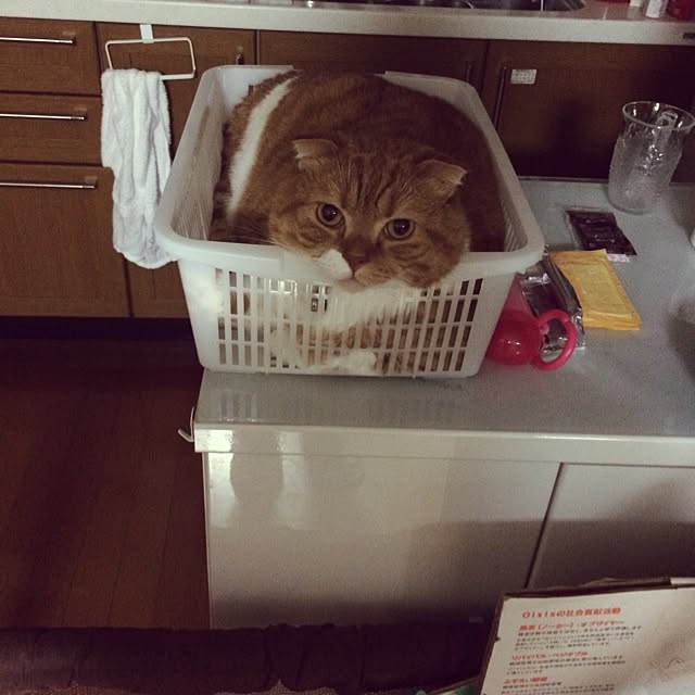 pikkariさんの実例写真