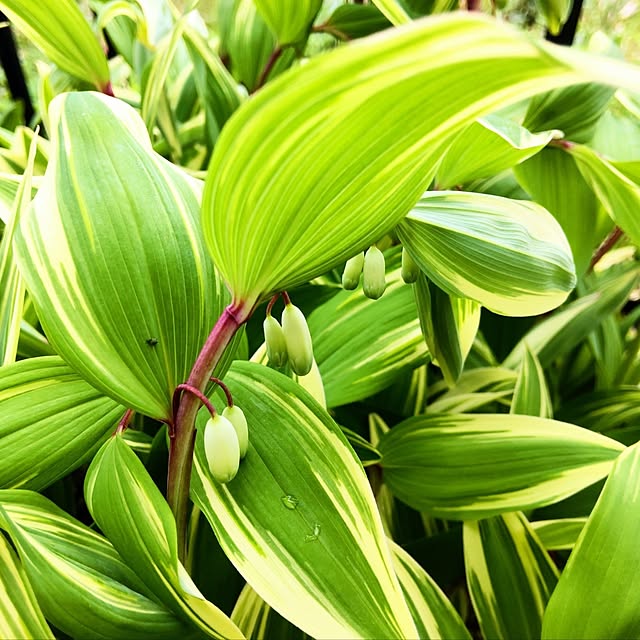 NSDさんの実例写真