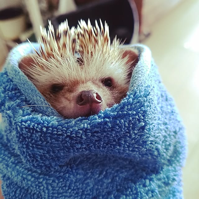 kuruさんの実例写真