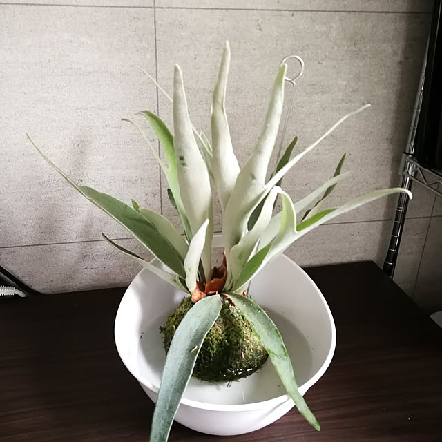 korさんの実例写真