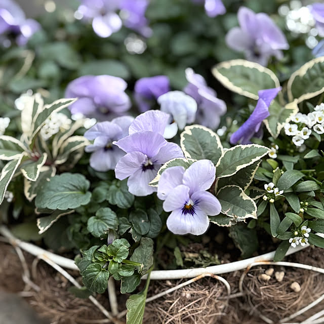 maayaさんの部屋