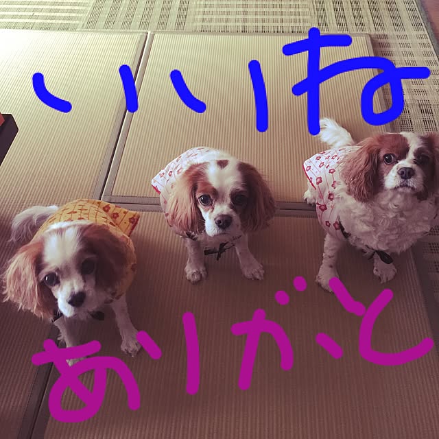 kari-kari-umeさんの実例写真