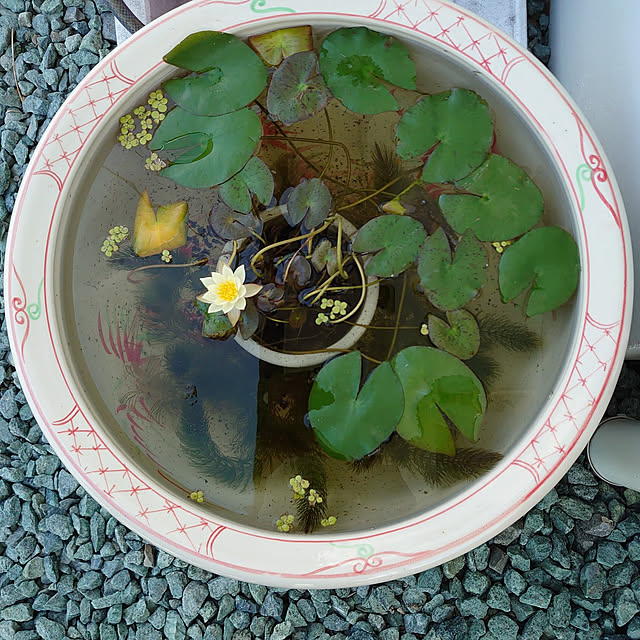 machikomamaさんの実例写真