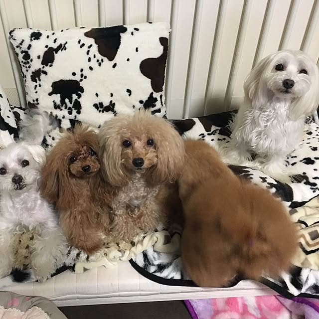 pinさんの実例写真