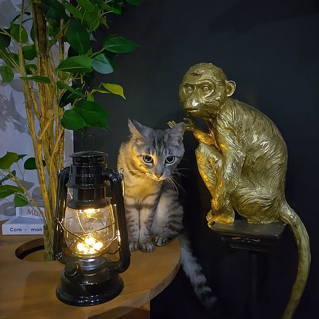 dsimbaさんの実例写真