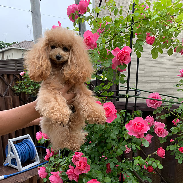 ROSEさんの実例写真