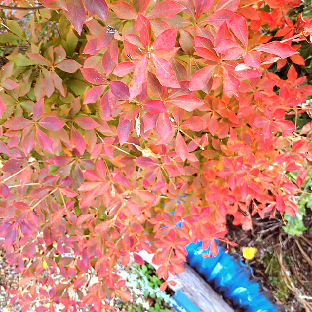 min_nimさんの実例写真