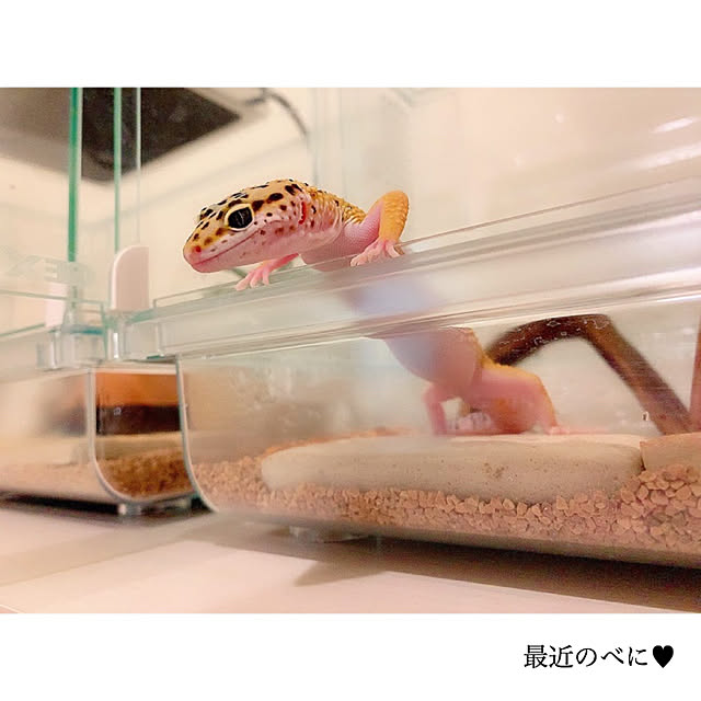chaluさんの実例写真