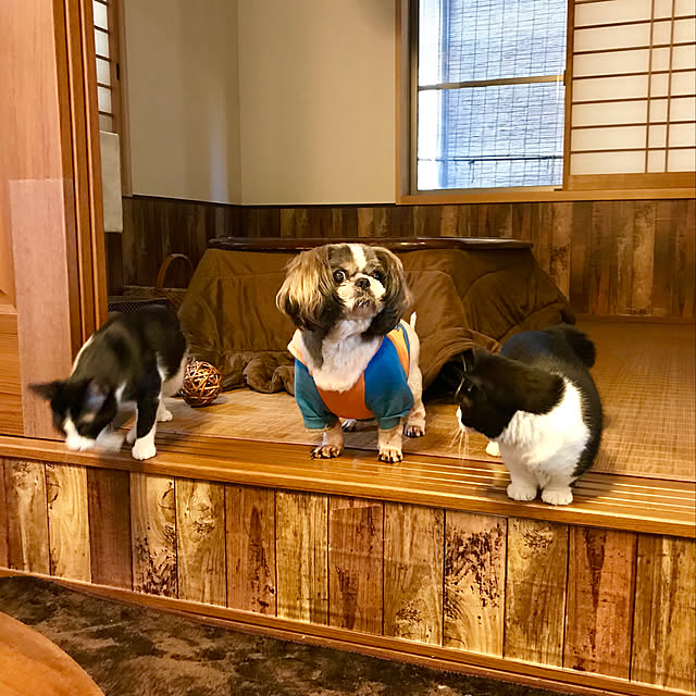 butachanさんの実例写真