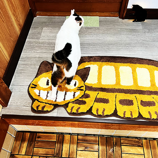 cat5さんの実例写真