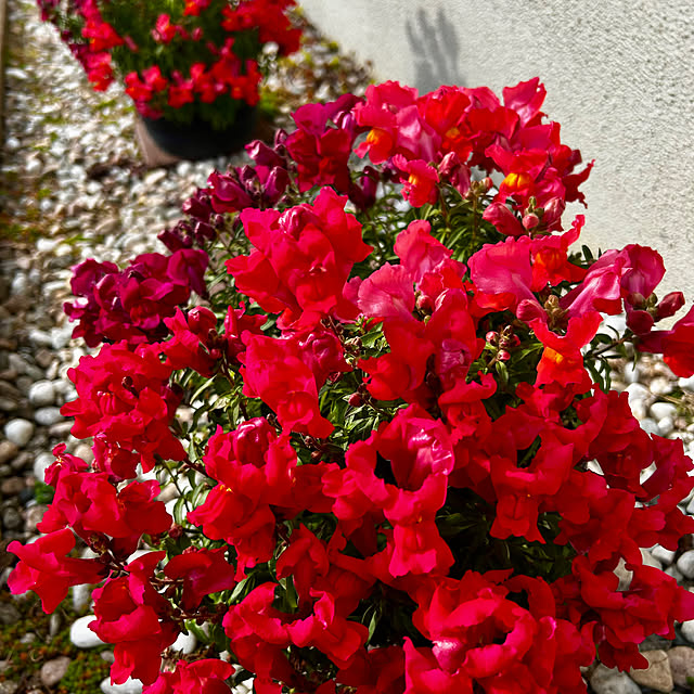 skhrさんの実例写真