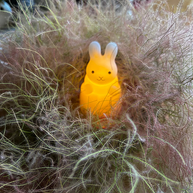 portulacaさんの実例写真