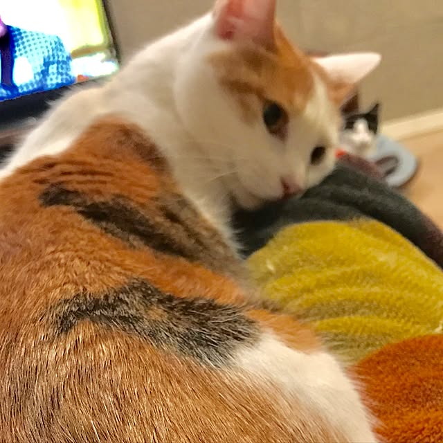 ziziguguさんの実例写真