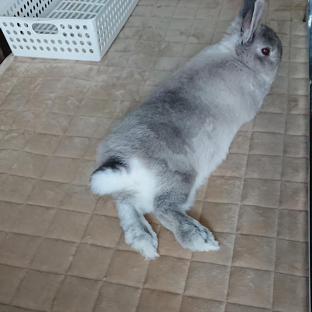 yokomokoさんの実例写真