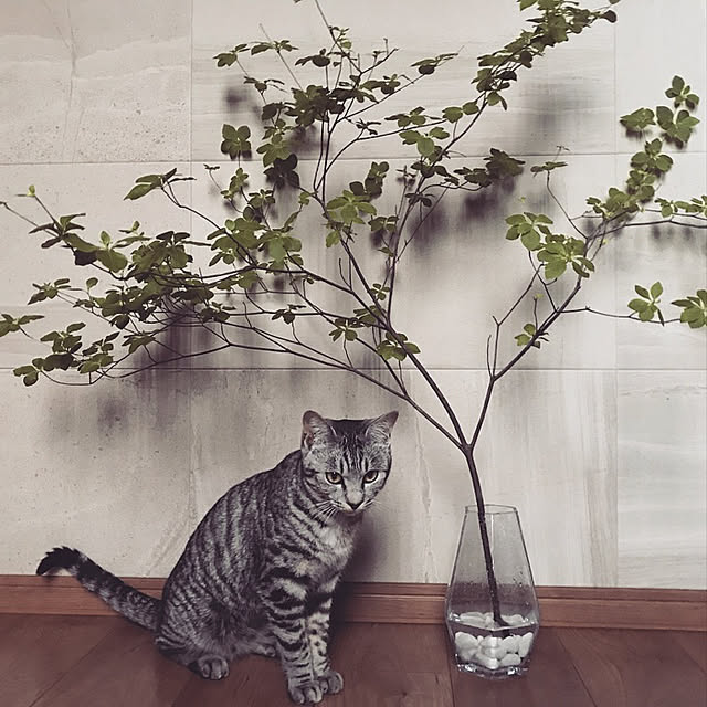 maricat7さんの実例写真