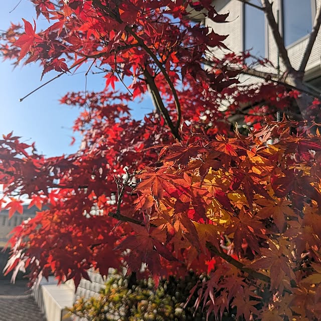 chiz3さんの部屋