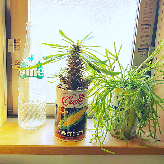 cayopeさんの実例写真