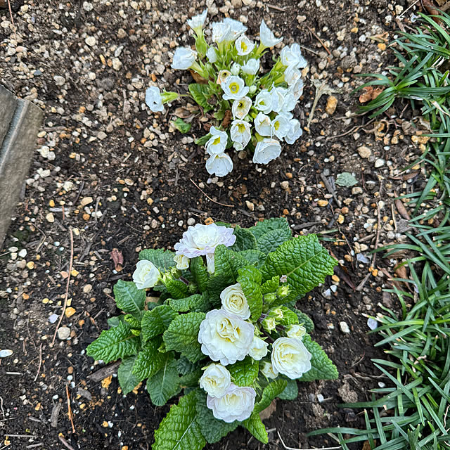 mamizaさんの部屋