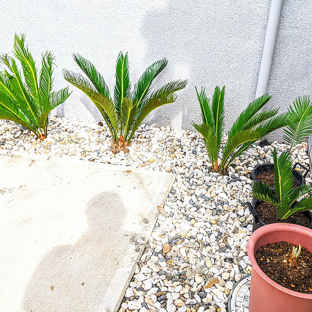 ponchanさんの実例写真