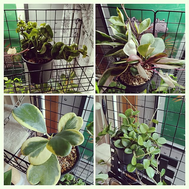runaさんの部屋