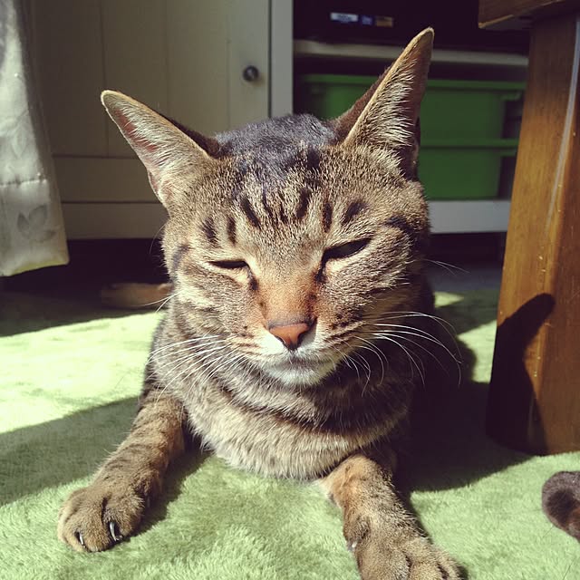 shigimiさんの実例写真