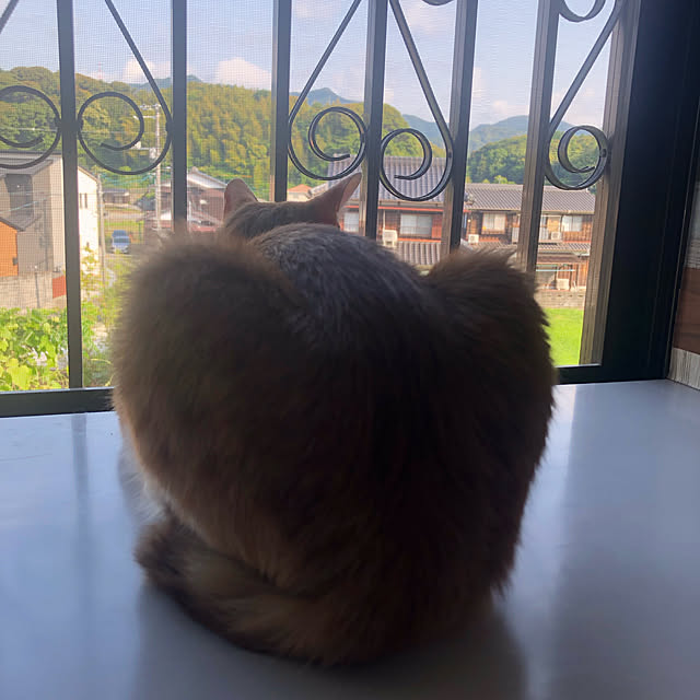 furuiouchiさんの実例写真