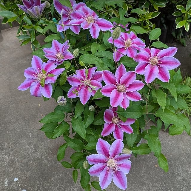 ku-garnet18さんの実例写真