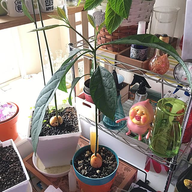 Satoshiさんの実例写真