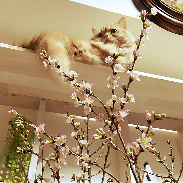 roseさんの実例写真