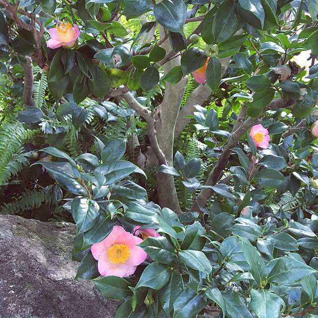 satochanさんの実例写真
