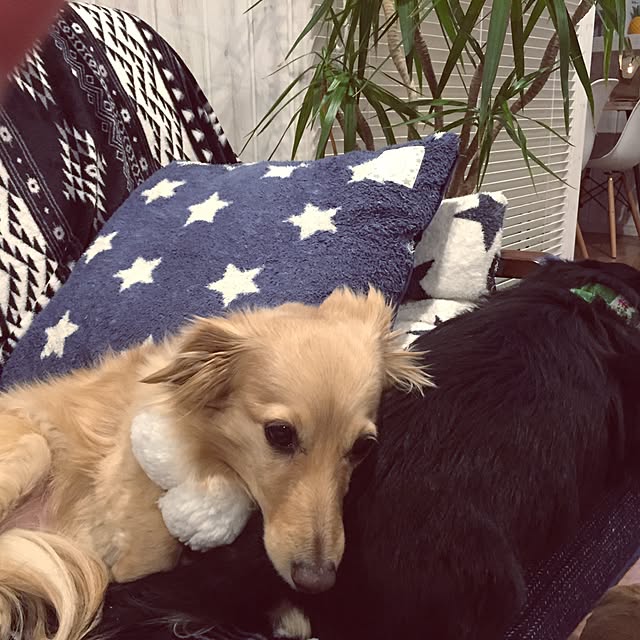 R_u_m_iiさんの実例写真