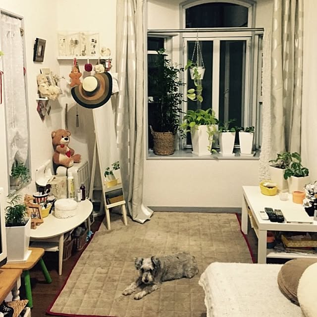 部屋全体/観葉植物のインテリア実例 - 2016-10-05 10:16:30