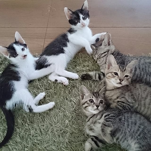 hoshiさんの実例写真