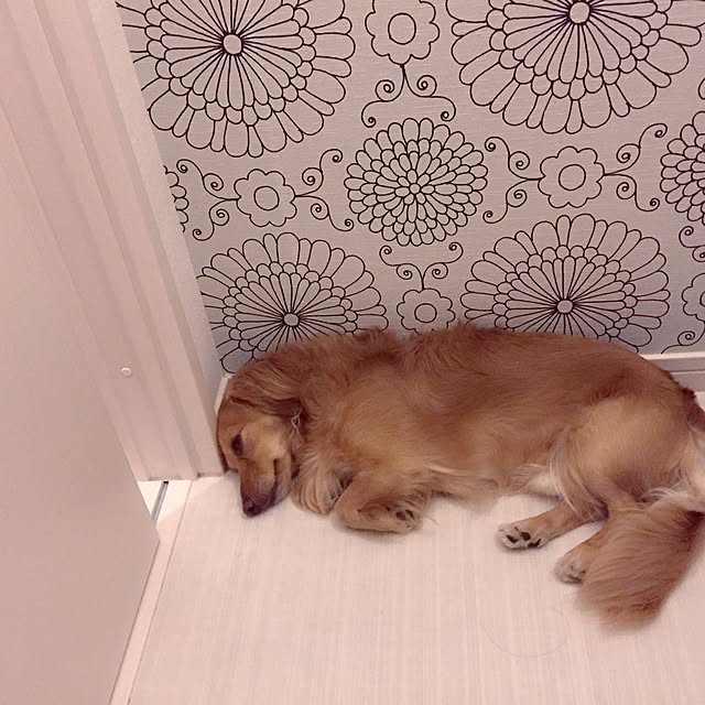 kamuga583さんの実例写真