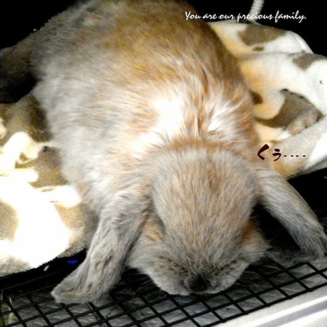 wa-ga-yaさんの実例写真