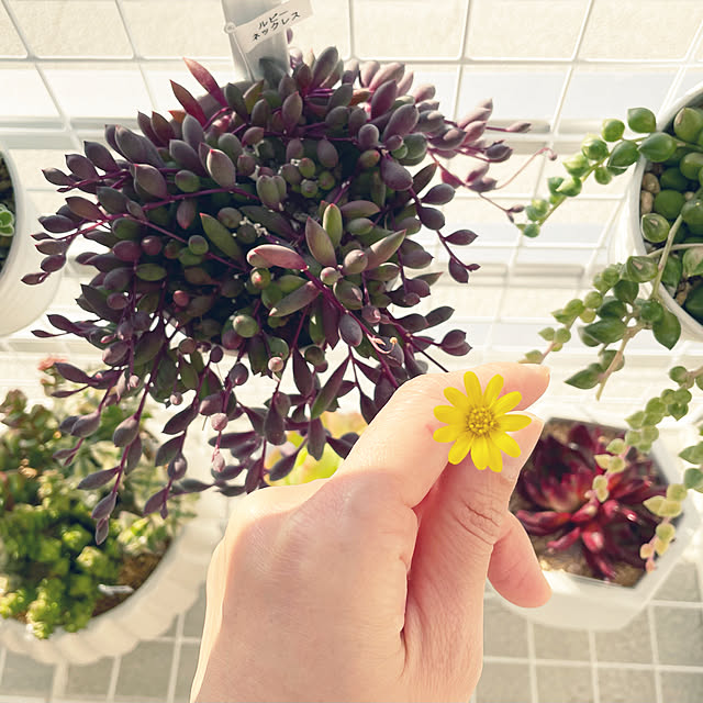 nanakoさんの実例写真