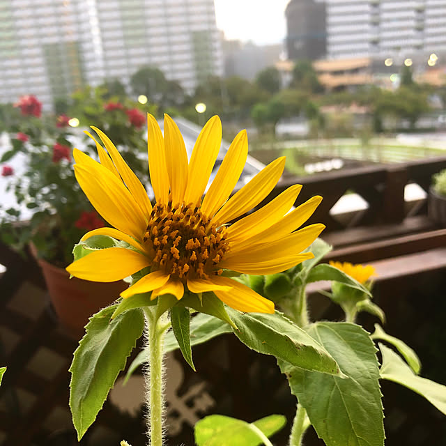 kojiro120513さんの実例写真