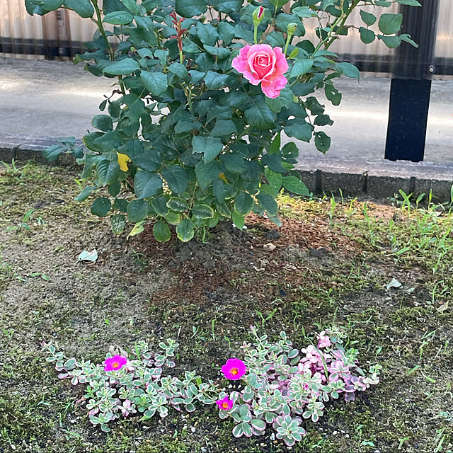 kakoさんの実例写真