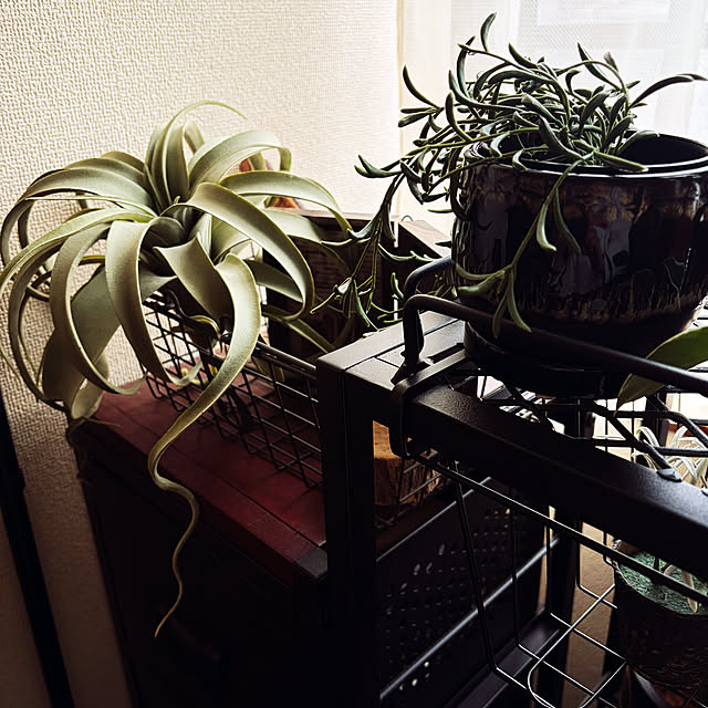 rintarotantan7さんの実例写真