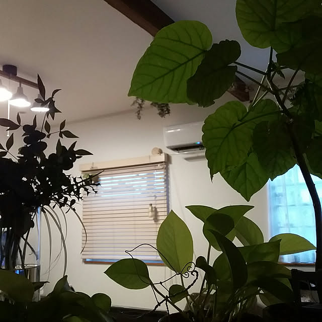 yukkoさんの実例写真